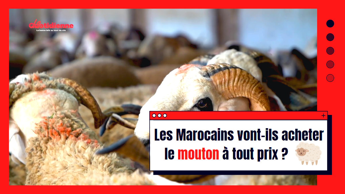 Aid Al-Adha 2022 : Les Marocains vont-ils acheter le mouton à tout prix ?